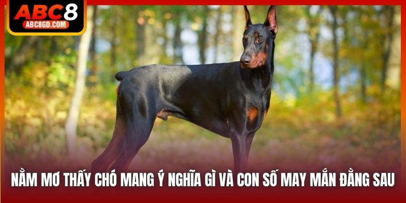 Nằm Mơ Thấy Chó Mang Ý Nghĩa Gì Và Con Số May Mắn Đằng Sau