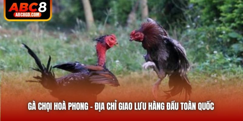 Gà chọi Hoà Phong - Địa chỉ giao lưu hàng đầu toàn quốc