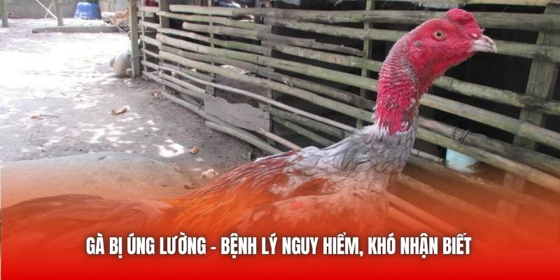 Gà bị úng lường - Bệnh lý nguy hiểm, khó nhận biết