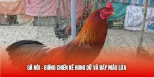 Gà Nòi - Giống Chiến Kê Hung Dữ Và Đầy Máu Lửa