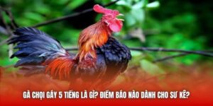 Gà Chọi Gáy 5 Tiếng Là Gì? Điềm Báo Nào Dành Cho Sư Kê?