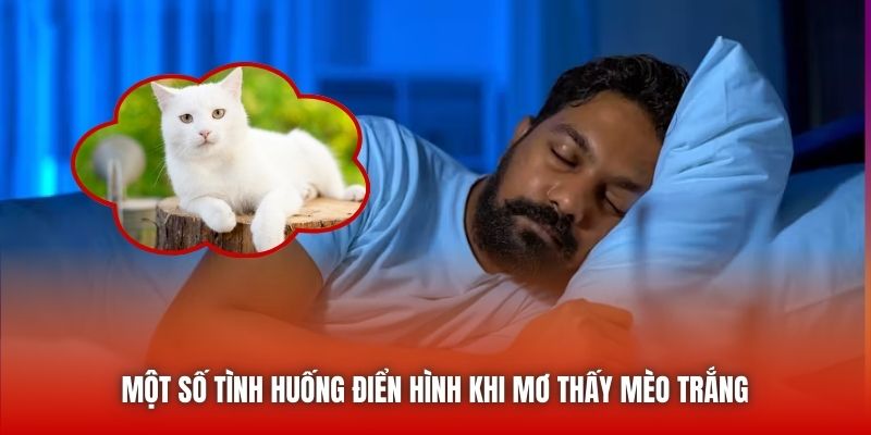 Một số tình huống điển hình khi mơ thấy mèo trắng 