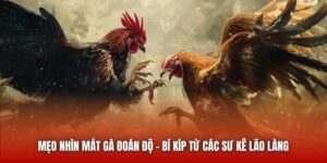 Mẹo Nhìn Mắt Gà Đoán Độ | Bí Kíp Từ Các Sư Kê Lão Làng